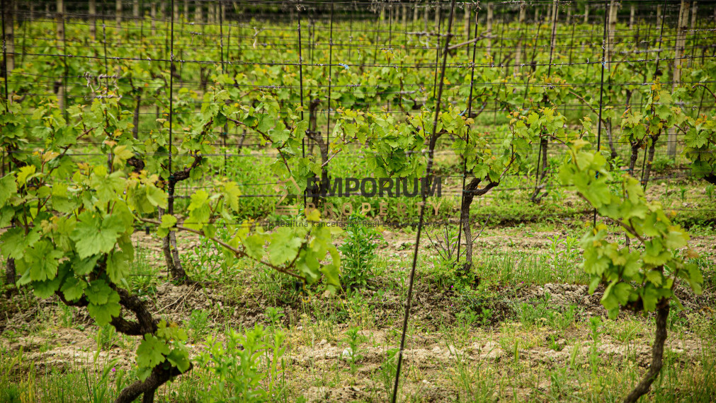 K Ú P A │Hľadáme "áčkový" stavebný pozemok na úpätí Karpát